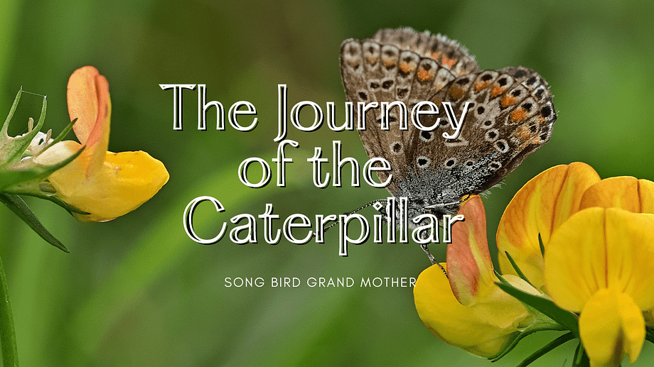 The Journey of the Caterpillar